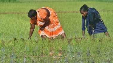 Two women harvesting rice in India. The highly venomous Russell’s viper is in the foreground.